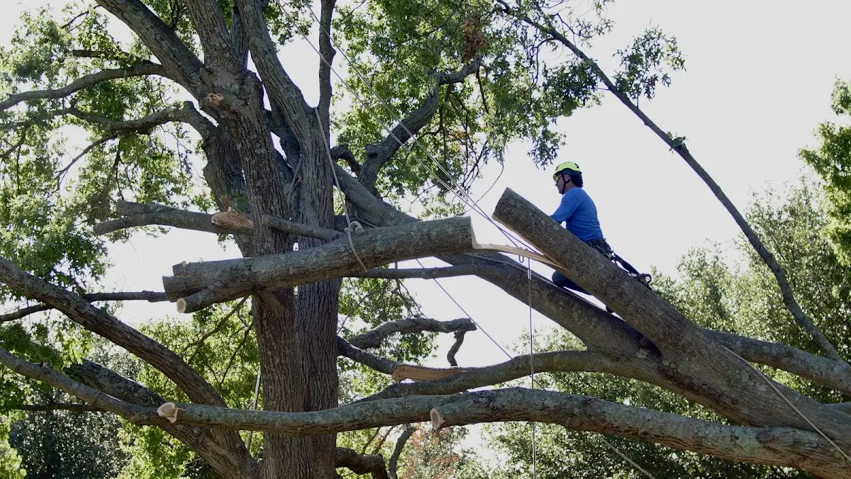 Professional Hazardous Tree Removal performed by certified arborists in Farmingville