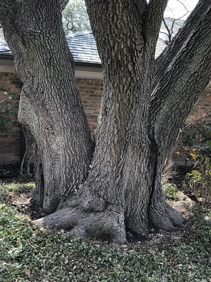 Mature heritage tree close to a Farmingville property cared for by certified arborists